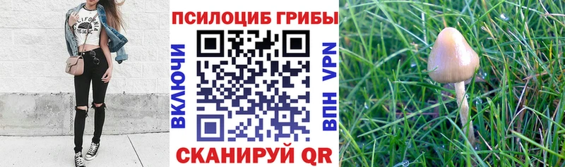 закладка  Оха  Псилоцибиновые грибы Cubensis 